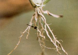 The best identification feature of proso millet is the long-lasting seed husk attached to the roots.