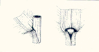 Distinguishing features of the leaf base of proso millet. 