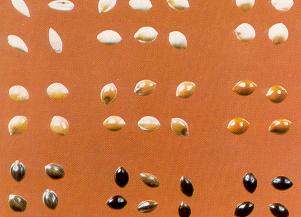 The colour of proso millet seeds varies from light to very dark.