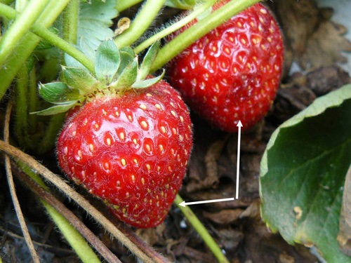 Early signs of damage to strawberries: looks like bruising.