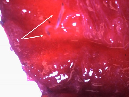 Spotted wing drosophila larvae in strawberry fruit.