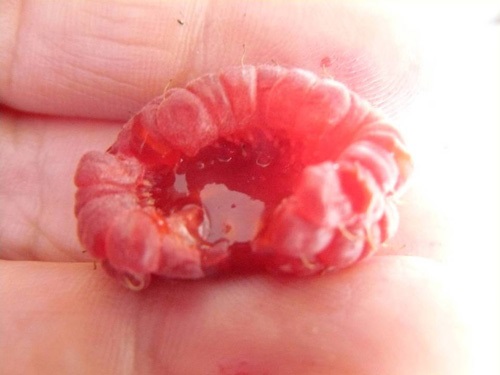 Infested berries are very 'juicy' — look inside the cup.