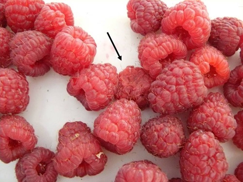 Infected raspberries have poor shelf life and quickly collapse.