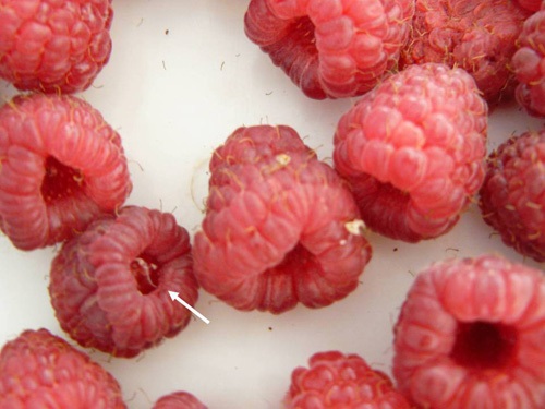 Infested berries are very 'juicy' — look inside the cup.