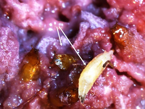 Spotted wing drosophila larva and pupae in raspberry fruit.