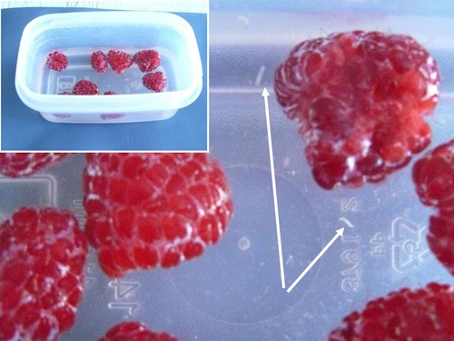 Float fruit in salt water to check for larvae.