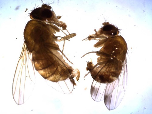 Spotted wing drosophila female (left) and male (right).