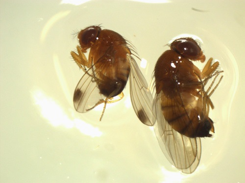 Spotted wing drosophila male (left) and female (right).