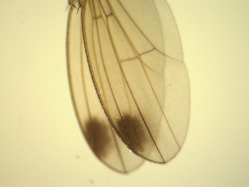 Spots on wings of male Spotted wing drosophila.