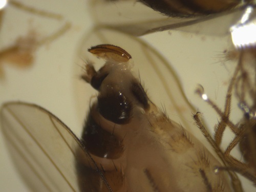 Spotted wing drosophila female ovipositor.