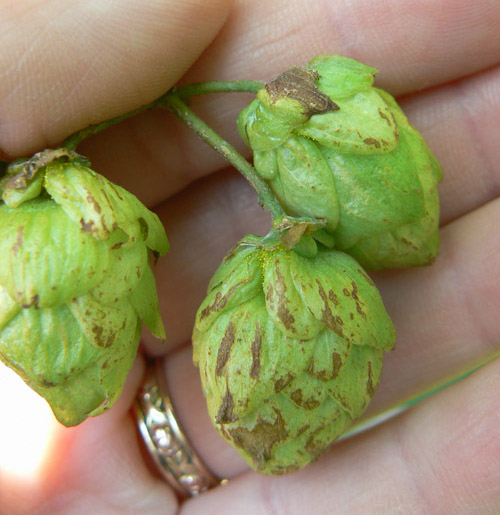 Cônes de houblon présentant les premiers symptômes d'alternariose des cônes.