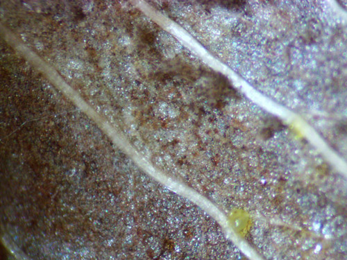 Gros plan du dessous d'une bractée affectée. À remarquer la coloration brun foncé des spores.
