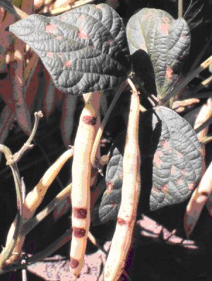 Lésions de la tache angulaire sur les feuilles et les gousses de haricots mange-tout.