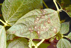 Shows angular leaf spot lesions that are brown with a silvery tan centre and limited by major veins.