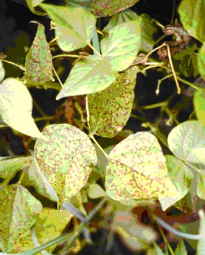 Shows yellow halo surrounding angular leaf spot lesions on some snap bean varieties.