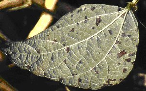 Les lésions de la tache angulaire sont légèrement plus pâles sur le revers que sur le dessus des folioles de haricots mange-tout.