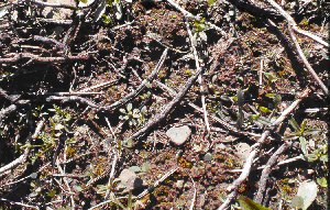 L'agent pathogène de la tache angulaire peut survivre à l'hiver en Ontario, dans les débris de haricots mange-tout infectés laissés à la surface du sol. 