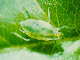 Enlarged view of green peach aphid.