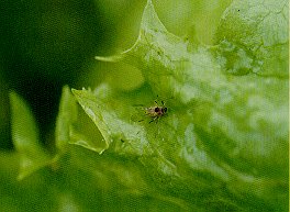 Winged form of green peach aphid.