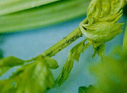 Figure 2. Colony of sunflower aphids on celery. 