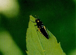 Larva of ladybird beetle, a predator of aphids.