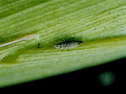 Figure 4. Lacewing larva. 