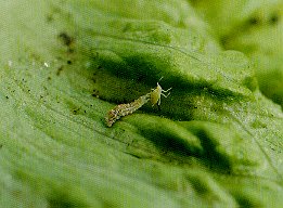 Syrphid fly larva feeding on aphid.