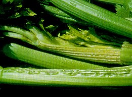 Cucumber mosaic virus symptoms on celery.