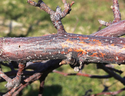 Black rot canker on infected apple tree limb