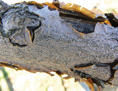 The wood of two-year-old black rot cankers shrinks, turns black, and layers of bark peel 