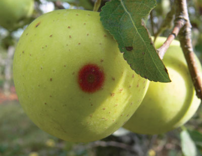 Symptômes de la pourriture noire sur un fruit à maturité. 