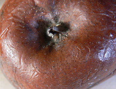 En fin de saison ou en cours d'entreposage, les pycnides (petits points noirs constituant les organes de fructification contenant des spores) peuvent devenir visibles sur le fruit pourri.