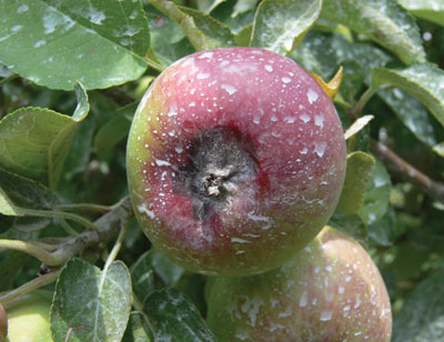 Sepal infections that occur early in the growing season eventually develop into calyx end rot