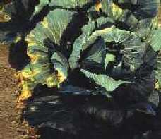 Black rot infected cabbage.