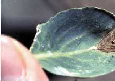 Young cabbage leaf with V-shaped lesion characteristic of black rot symptoms.