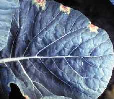 Black rot symptoms appear as dead tissue at the tips of (a) kale