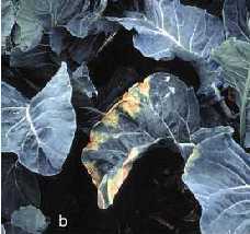 Black rot symptoms appear as dead tissue at the tips of (b) cauliflower
