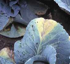 Black rot symptoms appear as dead tissue at the tips of (c) cabbage leaves. Note the V-shaped lesion progressing from the tip along the vein of the black rot infected cabbage leaf.
