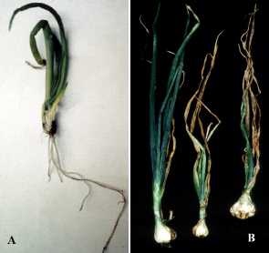 Young onion plants infected with bulb and stem nematode. Initial symptoms include irregular swelling and twisted leaves. As the disease progresses, the outer leaves begin to die back from the tips, the outer bulb scales split and the neck may become spongy in texture.