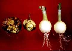 Symptoms of severely infected onions with bulb and stem nematodes and uninfected healthy onions.