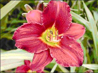 Photo of 'Pardon Me' daylily