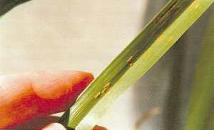 Urédosores de couleur rouille (spores d'été) sur une feuille d'hémérocalle.