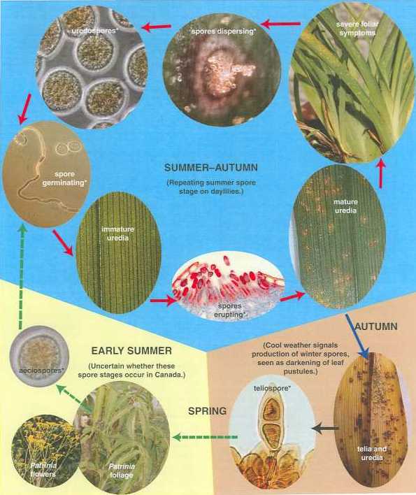 Photo showing spores of daylily rust