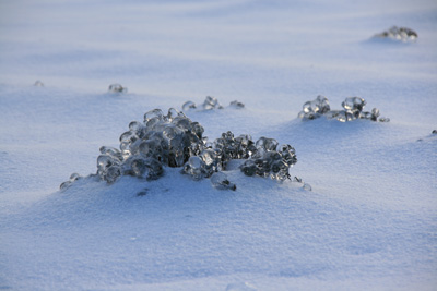 Figure 2. Plant de lavande qui perce à travers la neige recouverte de glace à la suite de la tempête de verglas du 21 décembre 2013. L'exposition des branches au-dessus de la neige explique l'ampleur des dégâts survenus au centre des plants (photo gracieusement offerte par Keturah Breckon).