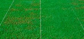 Figure 1: The plot on the left is a non-endophyte enhanced cultivar showing insect feeding damage.