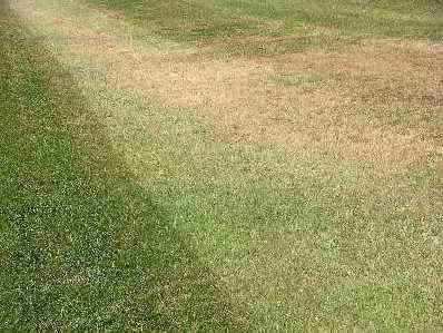 Figure 1. Dormant grass.