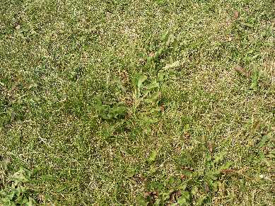 Lawn with broadleaf weed invasion.