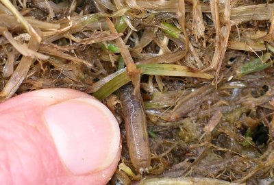 A close-up of a leatherjacket larva on top of thatch in a patch of grass.  The leatherjacket is a greenish-grey legless larva, roughly 1.5 cm in length.