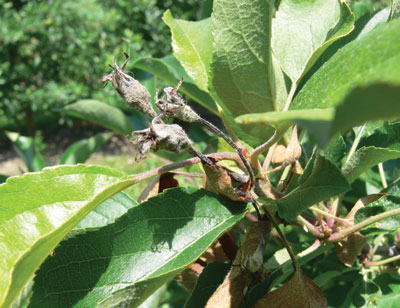 Figure 4-154. Infected blooms first appear water soaked and later begin to wilt, shrivel and turn brown or black