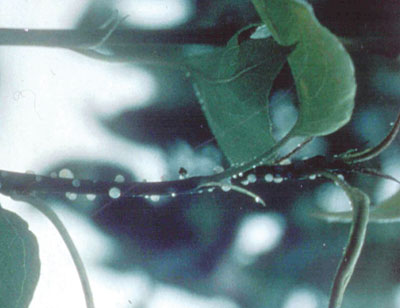 Figure 4-157. Bacterial oozing out from the stem of an infected shoot